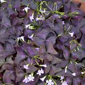 Oxalis triangularis